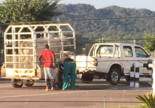 Wijnlanden - Slimme manier van transport