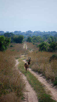 Queen Elizabeth National Park - Niemandsland
