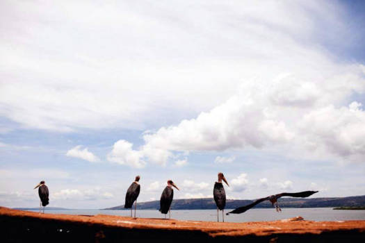 Oeganda - Maraboe hangout