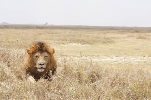Serengeti National Park - King of Afrika