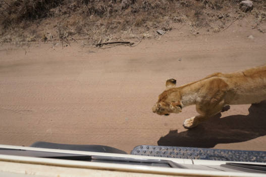 Tanzania - Naast de jeep!
