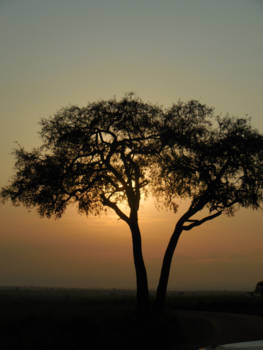 Murchison Falls national park - Afrikaanse zonsondergang