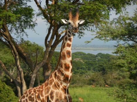 Murchison Falls national park - Een van de honderden giraffen met op de achtergrond de Albert Nile