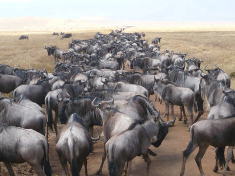 Ngorongoro krater - Wegversperring Ngorongoro Krater