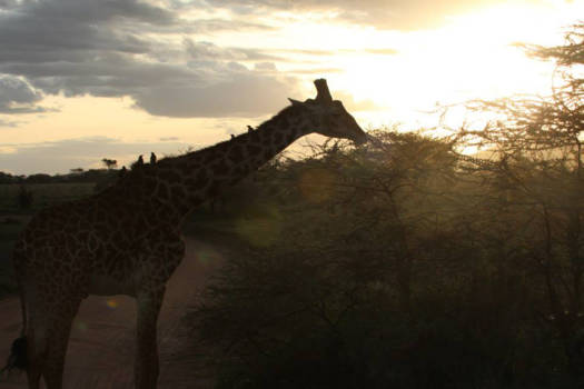 Tanzania - Serengeti