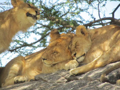 Tanzania - Lion king in real life