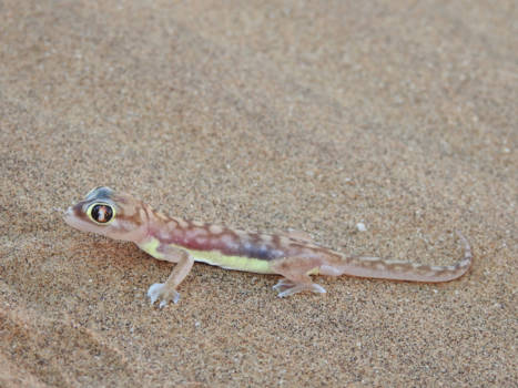 Namibië - one of the small five swakopmund