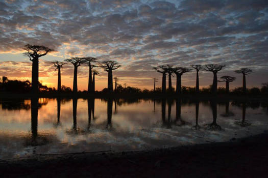 Madagaskar - World upside down - Baobabs Madagascar