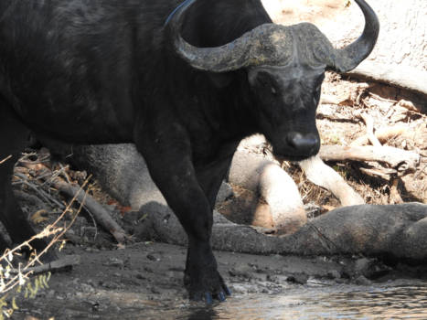 Namibië - Buffalo