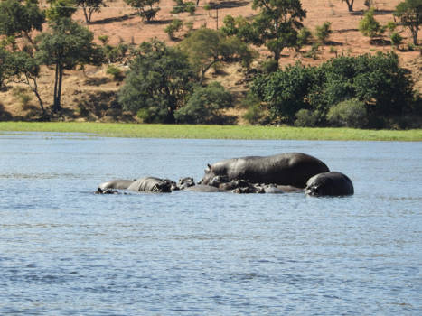 Namibië - Hippo's