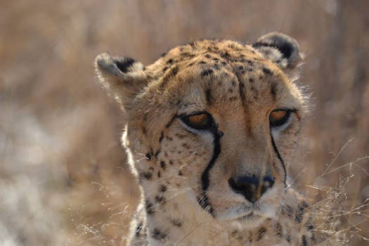 Namibië - One of the most beautiful, but sadly endangered, species on earth - Cheetah close-up