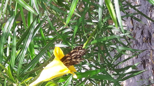 Gambia - Eventjes snoepen.mmmmm honing