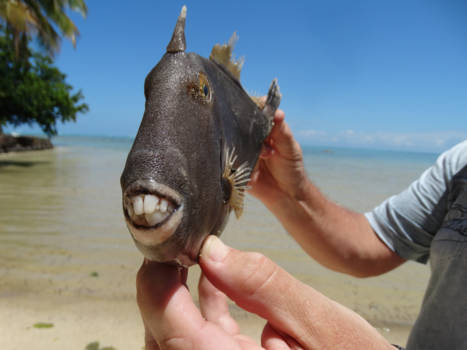 Madagaskar - With my smile and my antenna i can travel everywhere....