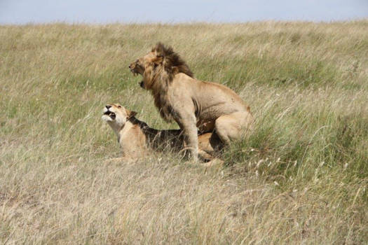 Masai Mara - Actie op savannes van Masai Mara, Kenia