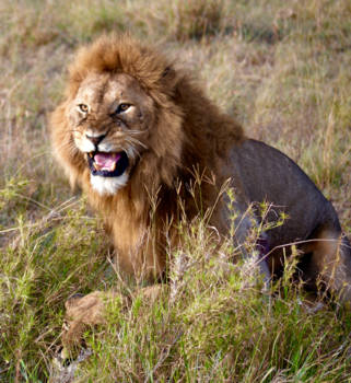 Serengeti National Park - Parende leeuwen op moment suprême