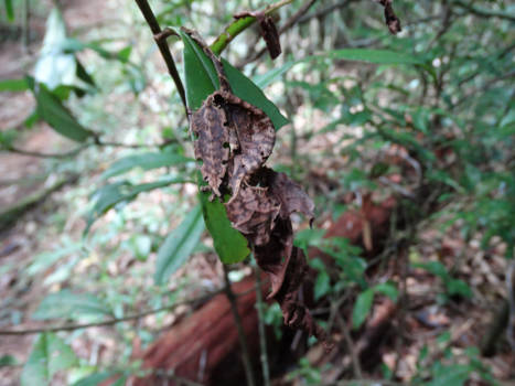 Madagaskar - Rara wat ben ik