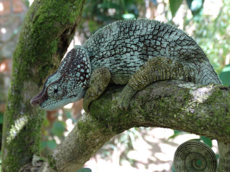 Madagaskar - Moeders mooiste