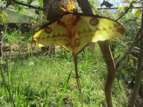 Madagaskar - Groter kan bijna niet