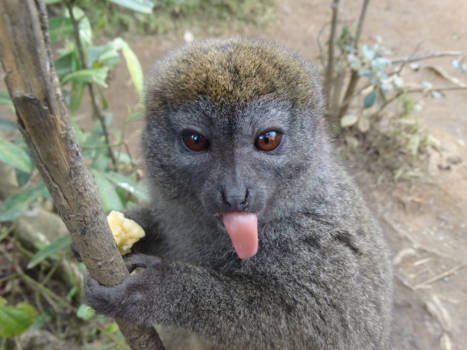 Madagaskar - You dont fool me with this offer