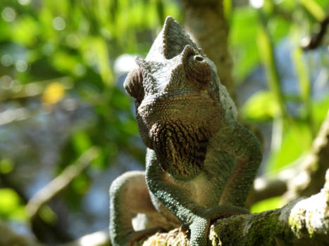 Madagaskar - Hoezo eigenwijs