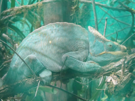 Madagaskar - Lastig kleurtje om je bij aan te passen