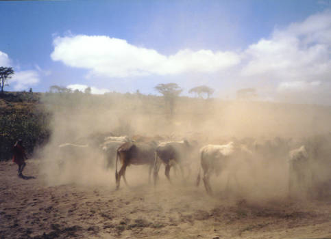 Masai Mara - Een zwaaiend kind (links) van het Masai Mara volk die zijn koeien gaat verplaatsen.