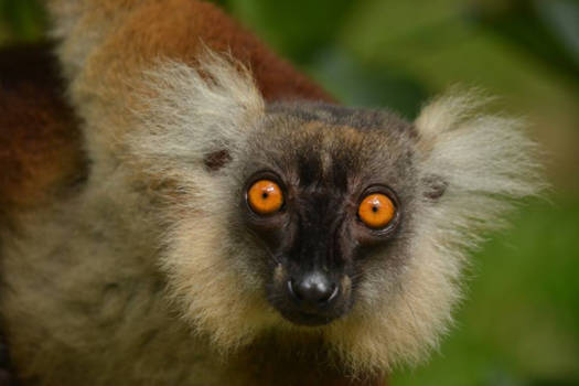 Madagaskar