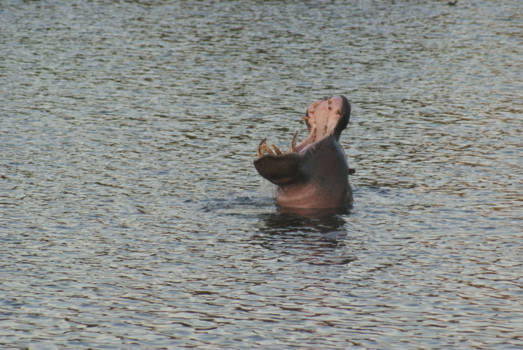 Namibië - Hippo