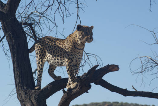 Namibië - Leopard
