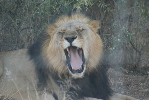 Namibië - Lion