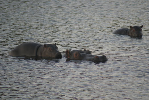 Namibië - Hippo babies