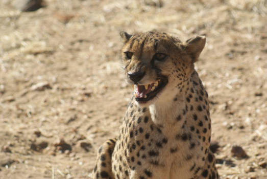 Namibië - Cheetah