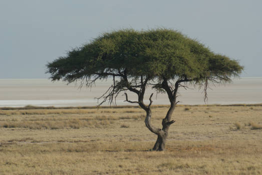 Namibië - Dessert tree