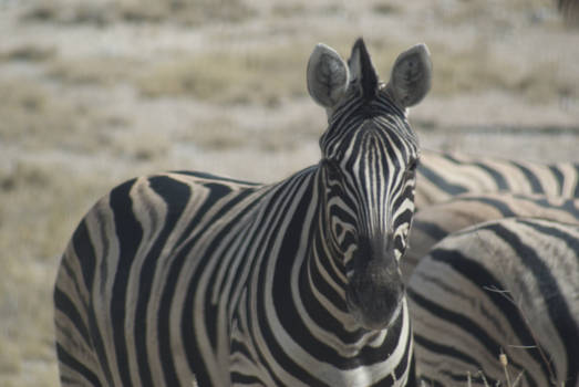 Namibië - Zebra