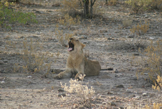 Namibië - Young lion