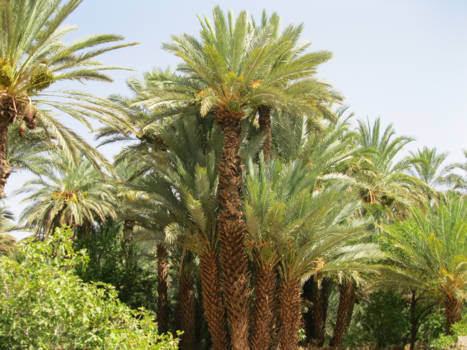 Marokko - Palmbomen