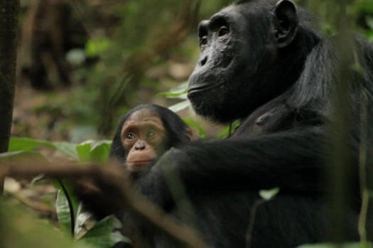 Oeganda - Chimpanzees in Kibale Forest