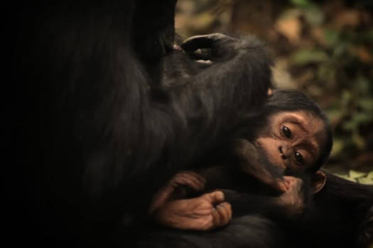 Kibale National Park - Baby Chimp