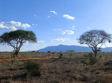 Kenia - Dieren spotten in Tsavo National Park