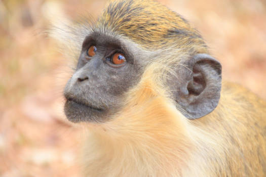 Gambia - Monkey park.