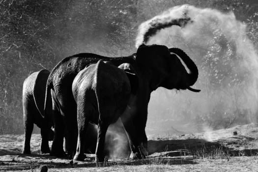 Zimbabwe - Experience the wildlife of Zimbabwe