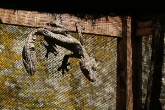 Madagaskar - je Ziet me wel, je ziet me niet..
