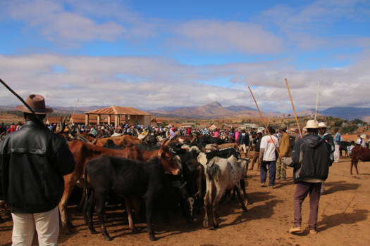 Madagaskar - Zebu markt