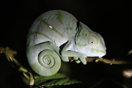 Madagaskar - kameleon