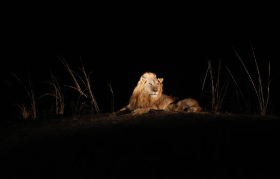 South Luangwa National Park - Waiting in the dark