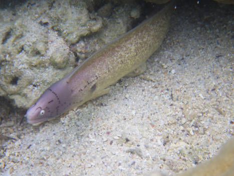 Madagaskar - Picasso must have been here