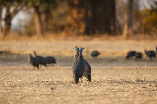 Zambia - Links - Rechts?