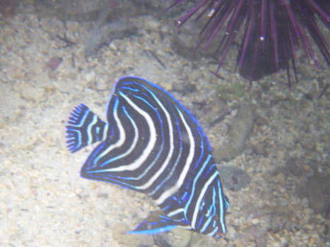 Madagaskar - Picasso had het niet beter gekund