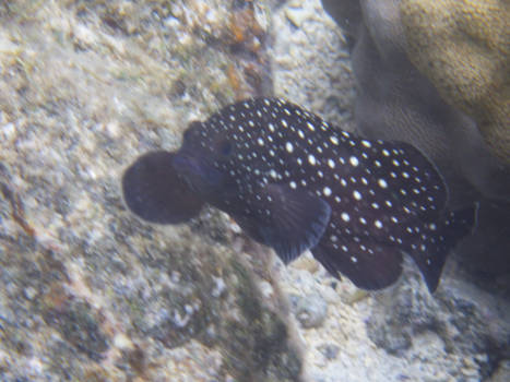 Madagaskar - Salvador Dali ook van de partij?