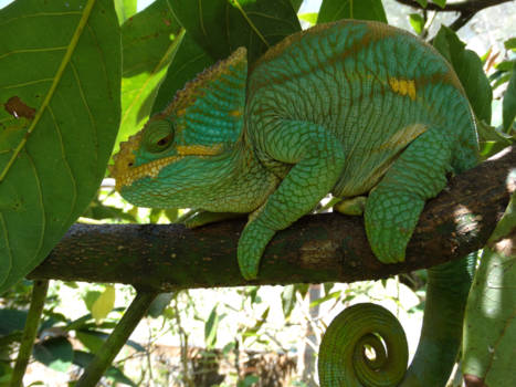 Madagaskar - Greener than green